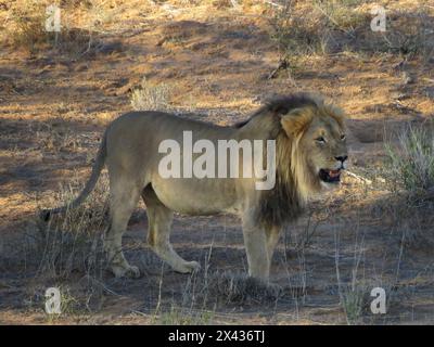 Kgalagadi Löwen. Fantastisch Stockfoto