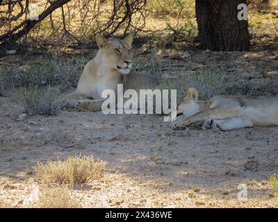 Kgalagadi Löwen. Fantastisch Stockfoto