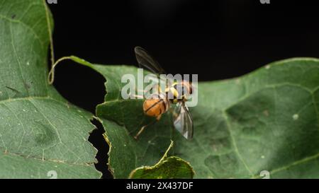 Gestreifter hoverfly auf einem grünen Blatt Stockfoto