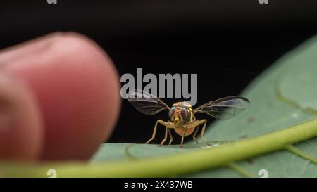 Gestreifter hoverfly auf einem grünen Blatt Stockfoto