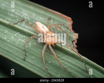 Stripped Lynx Spider auf Lemongrass Blatt Stockfoto