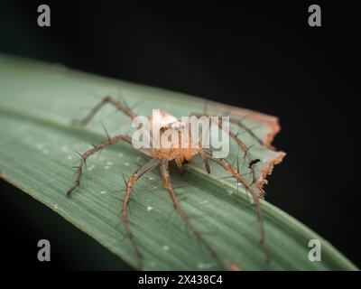 Stripped Lynx Spider auf Lemongrass Blatt Stockfoto