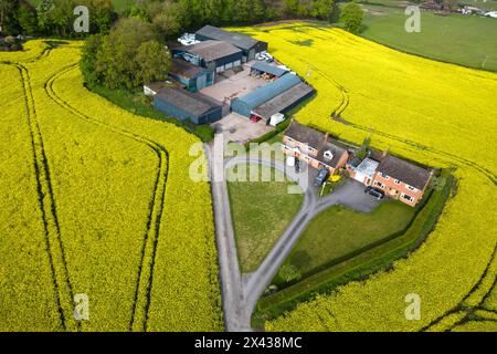 Ismere, Worcestershire 30. April 2024 – die Goldrapsfelder umgeben die Ismere Grange Farm in der Nähe von Kidderminster in Worcestershire, da sich das britische Wetter in der kommenden Woche erwärmt. Quelle: Stop Press Media/Alamy Live News Stockfoto