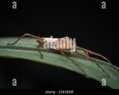 Stripped Lynx Spider auf Lemongrass Blatt Stockfoto