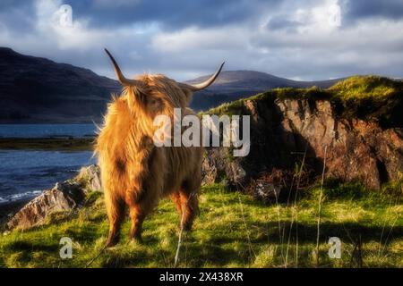 Wunderschön präsentierte schottische Hochlandrinder in der Abendsonne. Der Wind bläst das langhaarige Fell weg und zeigt ein Auge. Stockfoto