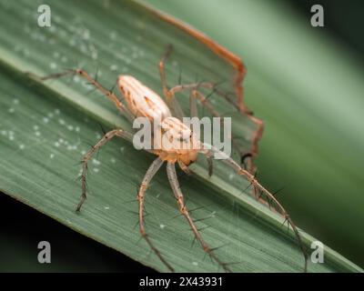 Stripped Lynx Spider auf Lemongrass Blatt Stockfoto