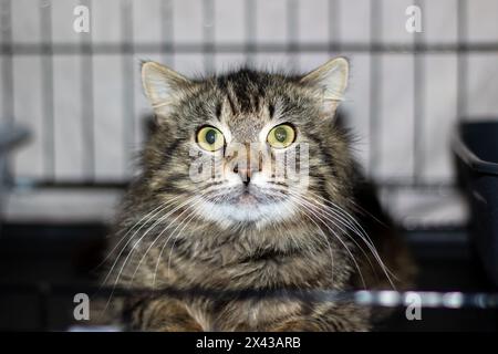 Eine Hauskatze, ein kleiner bis mittelgroßer Fleischfresser Felidae, sitzt in einem Käfig und starrt mit Barthaaren und Fell in die Kamera Stockfoto