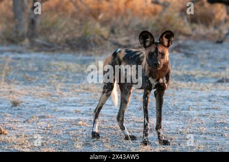 Porträt eines bedrohten afrikanischen Wildhundes Kap-Jagdhundes oder gemalter Wolf, Lycaon pictus. Nxai Pan National Park, Botswana. Stockfoto