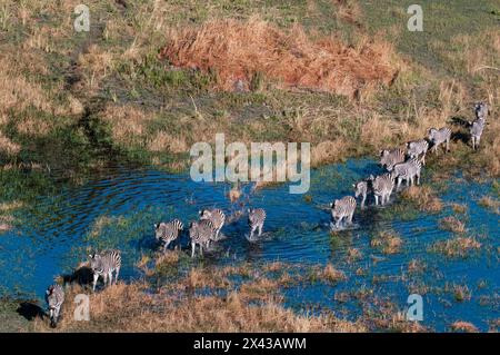 Aus der Vogelperspektive sehen Sie Zebras, Equus Quagga, Spaziergänge in einer Flutebene des Okavango Delta, Botswana. Stockfoto