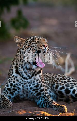 Porträt eines Leoparden, Panthera pardus, gähnend. Mashatu Game Reserve, Botswana. Stockfoto