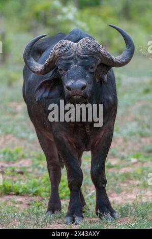 Portrait eines afrikanischen Büffels, Syncerus Caffer, der auf die Kamera schaut. Chobe National Park, Botswana. Stockfoto