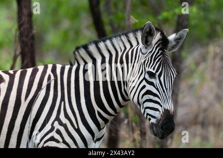 Nahporträt einer Ebene oder Burchells Zebras, Equus burchellii. Khwai Konzessionsgebiet, Okavango, Botswana. Stockfoto