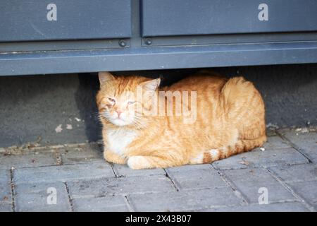 Eine kleine bis mittelgroße Katze liegt auf dem Boden unter einer Tür, Kopf und Bein sind sichtbar. Die hellen Augen der Felidae reflektieren das Licht von der Straße Stockfoto