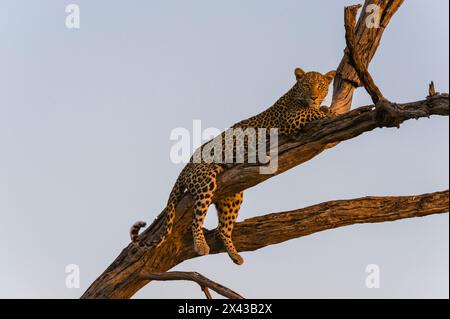 Ein Leopard, Panthera pardus, ruht auf einer Baumspitze und wärmt sich mit den letzten Sonnenstrahlen auf. Okavango Delta, Botswana. Stockfoto