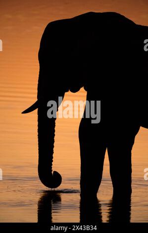 Ein afrikanischer Elefant, Loxodonta Africana, trinkt im Khwai River bei Sonnenuntergang im Okavango Delta, Botswana. Stockfoto