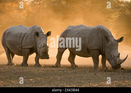 Zwei weiße Nashörner, Ceratotherium simum, wandern bei Sonnenuntergang im Staub. Kalahari, Botswana Stockfoto