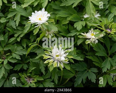 Eine einzelne weiße grüne Fransenblume der halbdoppelten Holzanemone Anemone nemorosa 'Yerda Rasmusen'. ' Stockfoto