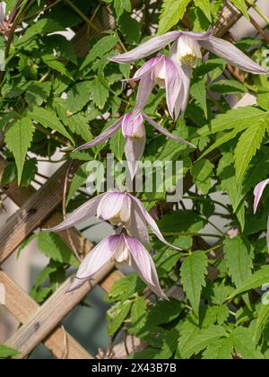Der frühblühende Kletterer Clematis alpina „Willy“ mit seinen zarten, blassrosa Blüten, die auf einem Spalier wachsen. Stockfoto