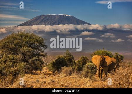 Kilimandscharo am Morgen mit Elefant, Amboseli Nationalpark, Afrika Stockfoto