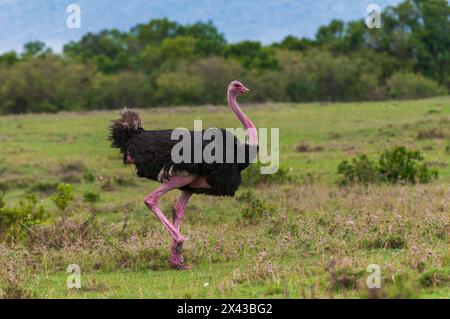 Porträt eines männlichen Straußes, Struthio camelus, beim Gehen. Masai Mara National Reserve, Kenia. Stockfoto