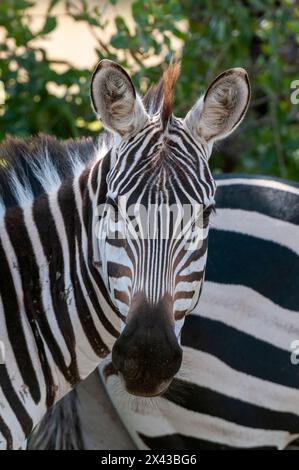 Porträt einer Ebene oder eines gemeinen Zebras, Equus quagga. Samburu Game Reserve, Kenia. Stockfoto