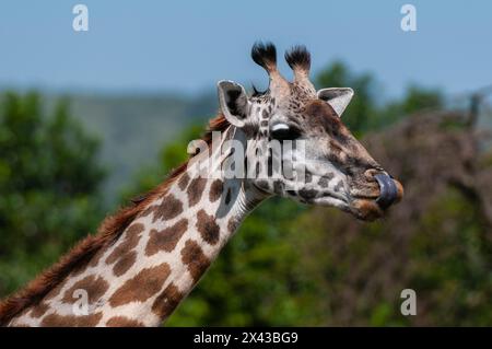 Nahporträt einer Masai-Giraffe, Giraffa camelopardalis. Masai Mara National Reserve, Kenia. Stockfoto