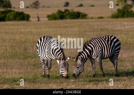 Zwei gewöhnliche oder Ebene Zebras, Equus quagga, grasen. Masai Mara National Reserve, Kenia. Stockfoto
