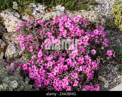 Phlox subulata 'GoldiPhlox Cherry' blüht auf einem Stück Tuffstein in einem Steingarten Stockfoto