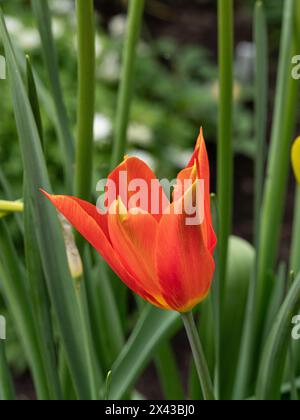 Nahaufnahme einer einzelnen Blume der leuchtend orangefarbenen Tulpe Tulipa „Ballerina“ Stockfoto