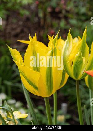 Eine Nahaufnahme einer kleinen Gruppe der gelb-grünen Blumen der Tulpe „Green Mile“ Stockfoto