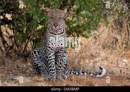 Ein Leopard, Panthera pardus, der im Schatten ruht, Samburu National Reserve, Kenia. Kenia. Stockfoto