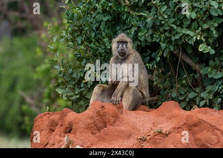 Ein gelber Pavian, Papio hamadryas cynocephalus, auf einem Termitenhügel. Voi, Tsavo, Kenia Stockfoto