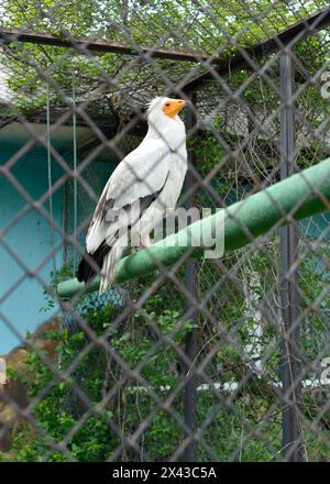 Ägyptischer Geier Neophron percnopterus gefährdete Arten Weißer Schnitzelgeier oder Pharaonenhähnchen in seinem Käfig im Zoo von Sofia, Sofia Bulgarien, EU Stockfoto