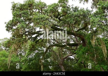 Unheimliches spanisches Moos, das im Frühjahr an einer lebenden Eiche im Sümpfe des Golf Coast Bird Observatory im Lake jackson, texas, hängt Stockfoto