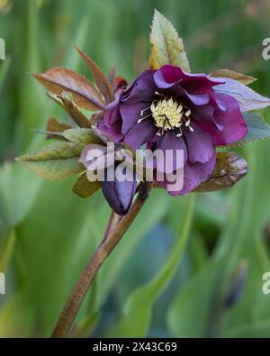 Hellebores Double Ellen Lila Hintergrund. Hellebores Double Ellen Purple blühen im Spätwinter und frühen Frühling. Die Weihnachtsrose ist eine der frühesten Stockfoto