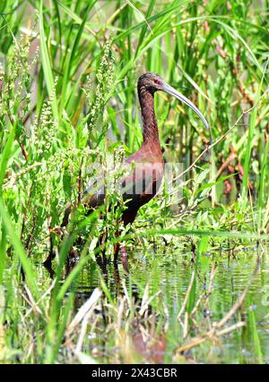 Farbenfrohe Hochglanzobis im Marschland des san bernard National Wildlife Refuge nahe brazoria, an der Golfküste von texas Stockfoto