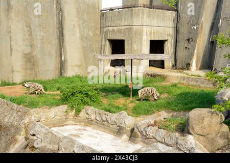 Einige gestreifte Hyänen Hyaena Hyaena in der Nähe bedrohter Arten in Gefangenschaft in Beton im Zoo von Sofia, Sofia Bulgarien, Europa, Balkan, EU Stockfoto