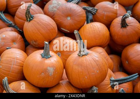 Ein Stapel kleiner orangener Kürbisse bei einem Herbst Harvest Festival schafft eine lebendige und rustikale Szene, die an das Wesen des Herbstes erinnert. Stockfoto
