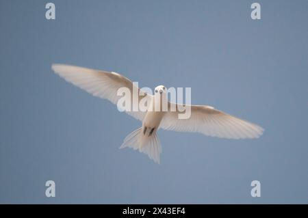 Porträt einer gewöhnlichen weißen oder Feenseeschwalbe, Gygis alba, im Flug. Denis Island, Seychellen. Stockfoto