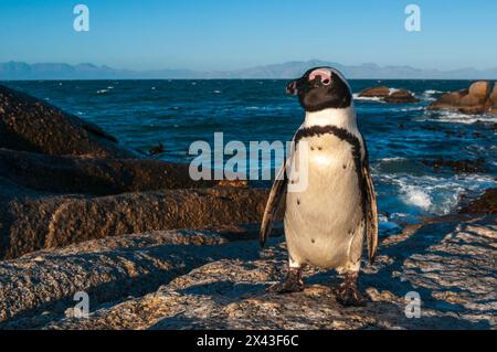 Porträt eines Jackass-Pinguins, Speniscus demersus. Simon's Town Western Cape Südafrika Stockfoto
