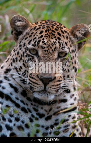 Nahporträt eines männlichen Leoparden, Panthera pardus. Mala Mala Game Reserve, Südafrika. Stockfoto