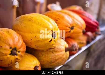 Reife frische Kakao-Friuts oder Bohnen im Angebot Stockfoto