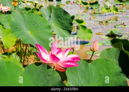 Lotusblüten blühen in Sümpfen in Asien Stockfoto