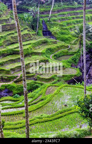 Die herrlichen Tegallalang Reisterrassen von oben in einem Palmenwald. Spazieren Sie durch die vielen fantastischen Ebenen. Stockfoto