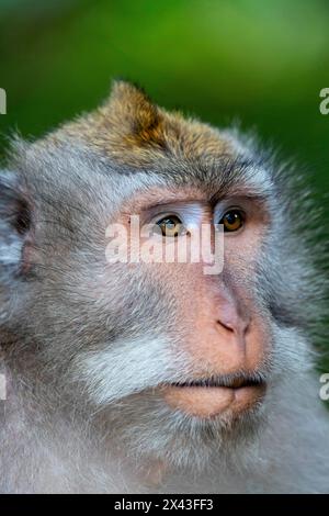 Makakenaffen im Affenwald, Ubud, Bali, Indonesien Stockfoto