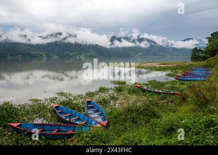 Asien, Nepal, Pokhara. Boote in den Seerosen auf dem Phewa Lake. Stockfoto