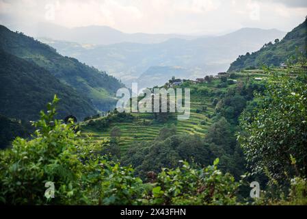 Nepal, Aussichtspunkt vom Mardi Himal Trek. Üppige Reisterrassen. Stockfoto