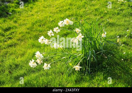 Wunderschönes Narcissus Tazetta im Garten in England Stockfoto