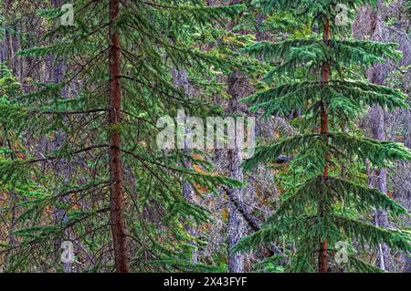 Kanada, Alberta, Jasper National Park. Fichtenbäume an den Athabasca Falls. Stockfoto