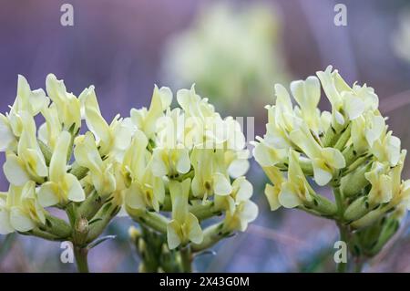 Kanada, Alberta, Jasper National Park. Gelbe Lcoweed-Blüten in Nahaufnahme. Stockfoto